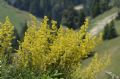 Galium verum